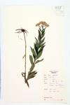 parasol whitetop specimen